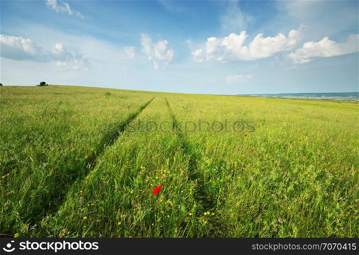 Green spring meadow and road lane in grass. Natural ladscape composition.