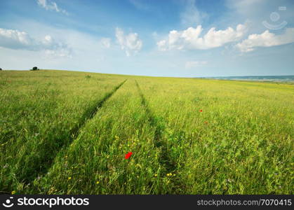 Green spring meadow and road lane in grass. Natural ladscape composition.