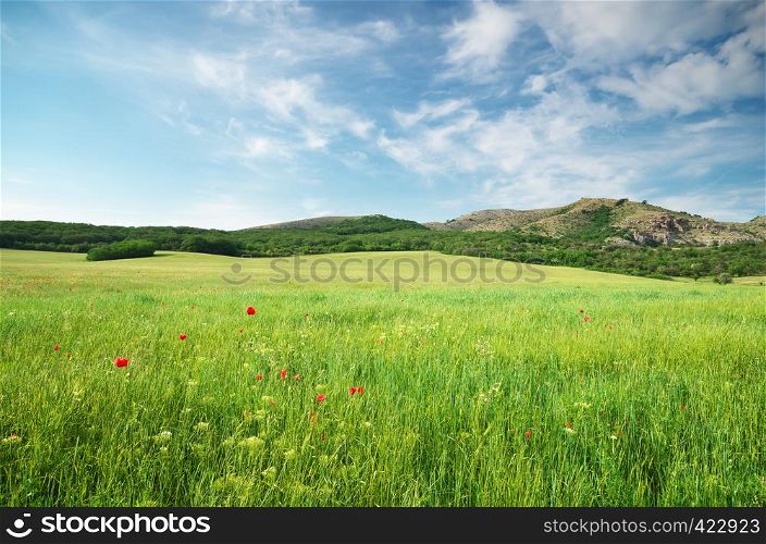 Green spring meadow in mountain. Composition of nature.
