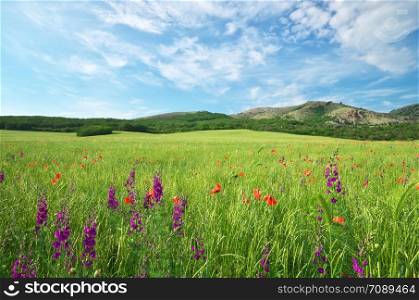Green spring meadow in mountain. Composition of nature.