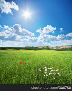 Green spring meadow. Nature lanscape composition.