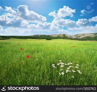 Green spring meadow. Nature lanscape composition.