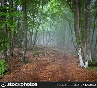 Green spring misty forest. May in Crimea.