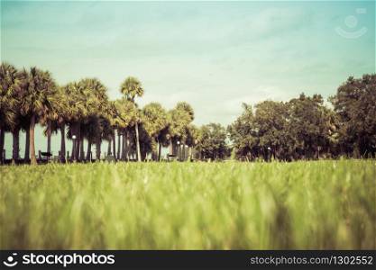 Green spring park with fresh grass, trees, palms. Beautiful nature background