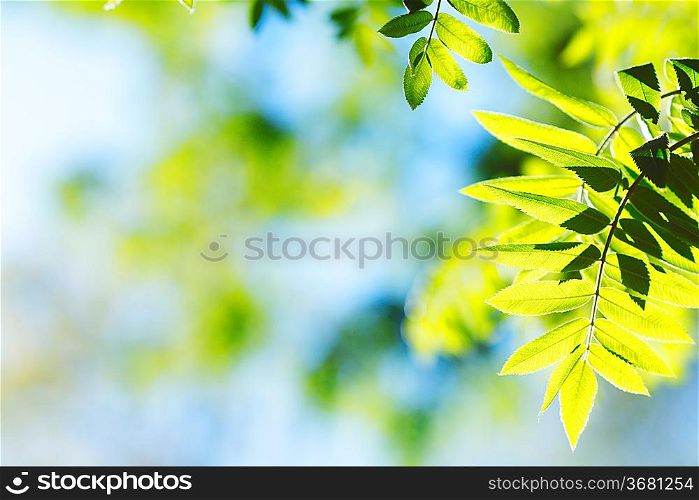 Green spring rowan leaves background