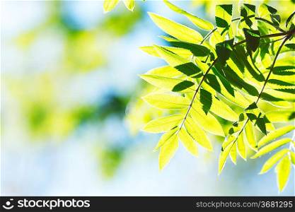 Green spring rowan leaves background