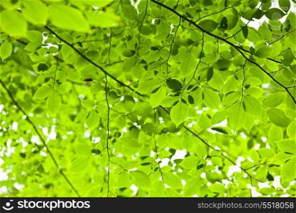Green spring tree leaves in sunshine, natural background.