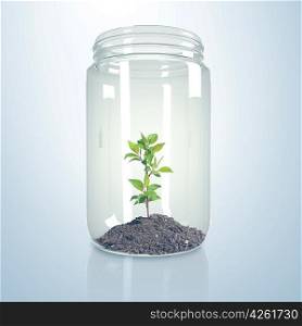 Green sprout and soil inside a glass jar