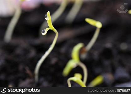 Green sprout growing from ground. Dewy young leaves sprouting plants. Spring background - garden.