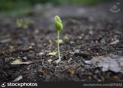Green sprout growing in soil with outdoor sunlight and blur background. Growing and environment concept.