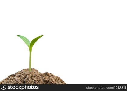 Green sprout growing, young plant from soil isolated on white background with clipping path