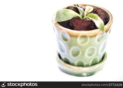 Green sprout in ceramic plant pot isolated on white background