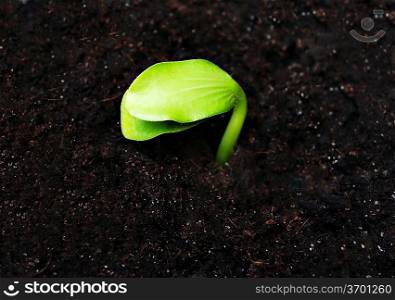 Green sprout in the ground, high resolution