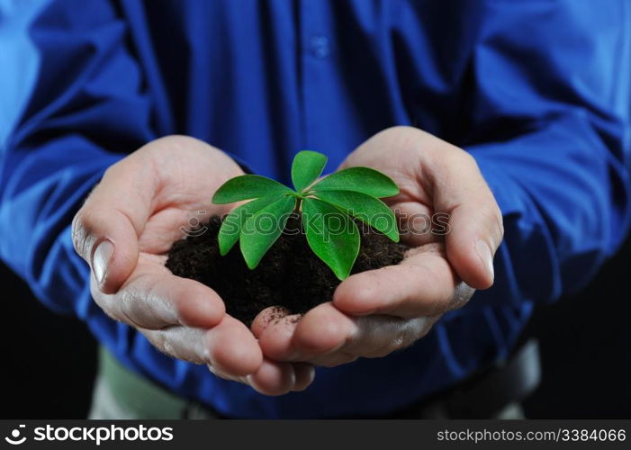 Green sprout in the men&rsquo;s hands on a black background