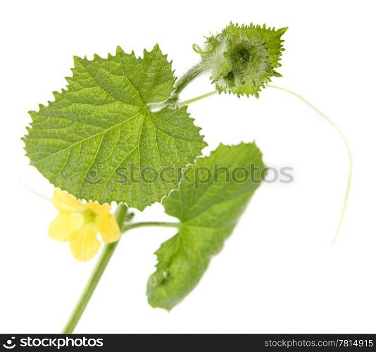 Green sprout melon on the white background (Cucumis melo)