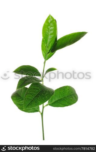 Green sprout of lemon on the white background, (Citrus limon)