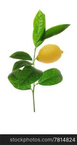 Green sprout of lemon with ripe fruit on the white background, (Citrus limon)