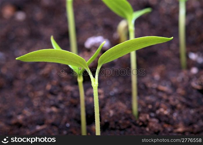 green sprout of the plant on brown land