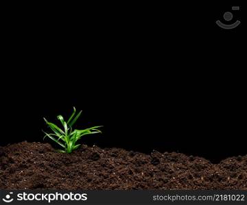 green sprout on the ground, black background