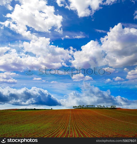 Green sprouts by The Way of Saint James never ending fields in La Rioja Spain