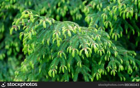 Green spruce background. Coniferous tree. Selective focus.