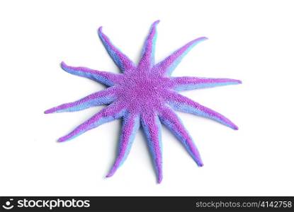Green starfish isolated on a white background for design