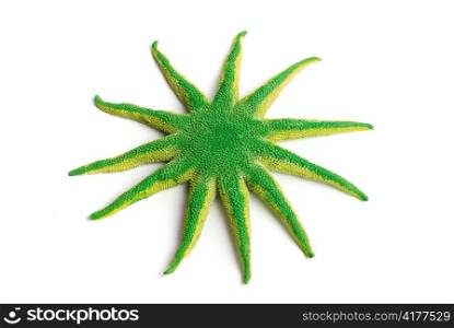Green starfish isolated on a white background for design