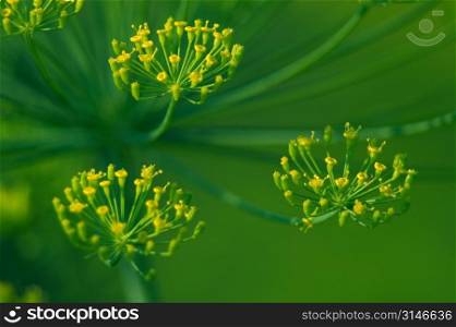 Green Stem With Blooming Yellow Flowers
