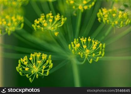 Green Stem With Blooming Yellow Flowers