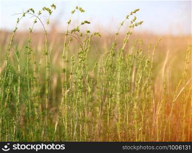 green stems of the Galium verum, wild steppe on a summer day, Ukraine, Kherson region