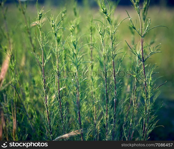 green stems of the Galium verum, wild steppe on a summer day, Ukraine, Kherson region