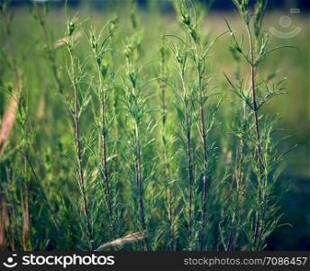 green stems of the Galium verum, wild steppe on a summer day, Ukraine, Kherson region