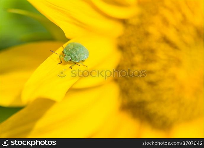 Green stink bug sitting on a leaf, close-up sunflower