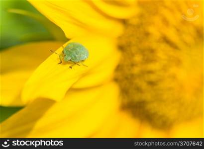 Green stink bug sitting on a leaf, close-up sunflower