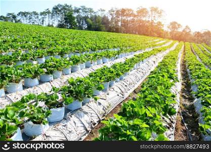 Green strawberry field with sunlight, strawberry plant farm in pot, strawberry field for harvest strawberries garden fruit strawberry plant tree in summer