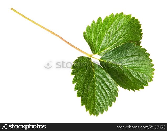 Green strawberry leaf isolated on white background