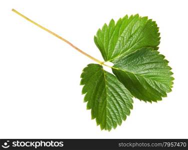 Green strawberry leaf isolated on white background