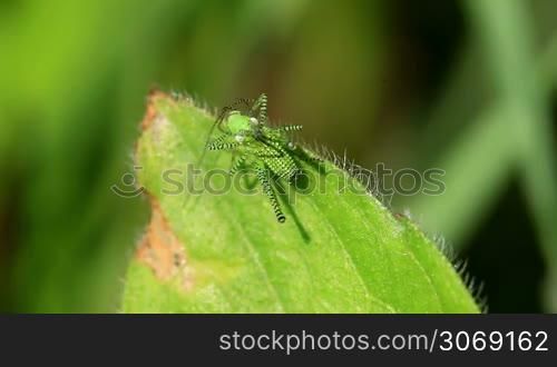 Green striped Grasshopper on the leaf