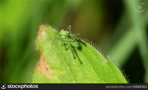 Green striped Grasshopper on the leaf