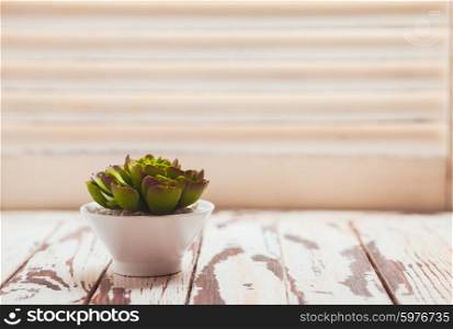 Green succulent in white pot as a home decor with copy space. Succulent as a home decor