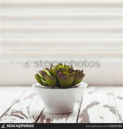 Green succulent in white pot as a home decor with copy space. Succulent as a home decor