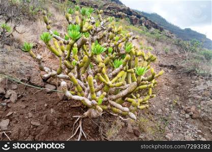 Green succulent plant growing in rocky poor soil