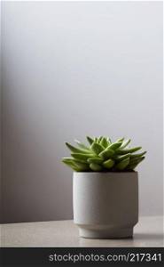 green succulent plant in ceramic pot on counter beside wall for interior design with copy space. Fresh succulent plant in stone pot on light background.