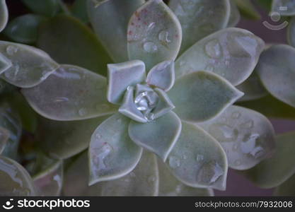 green succulent plant wet with raindrops