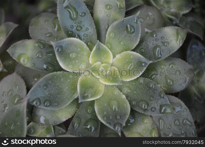 green succulent plant wet with raindrops
