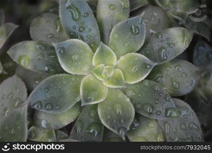 green succulent plant wet with raindrops