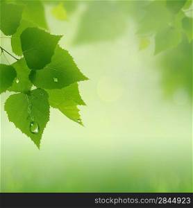 green summer, abstract natural backgrounds