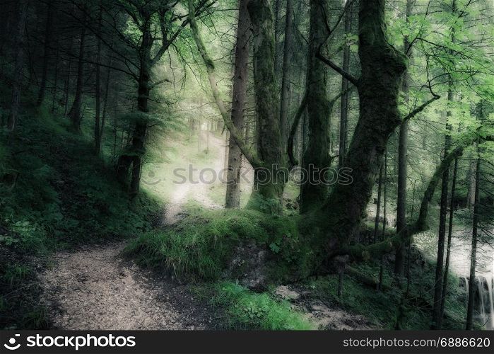 Green summer dark forest