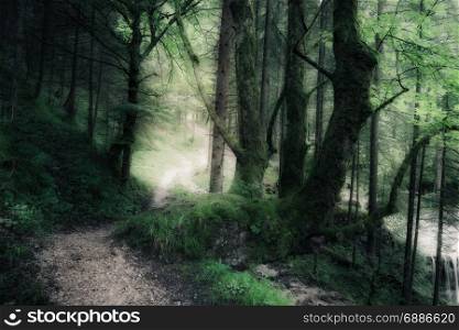 Green summer dark forest