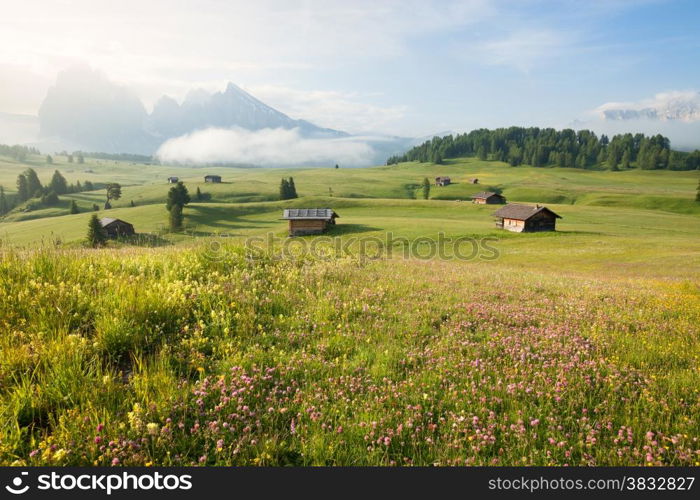 Green summer farmland